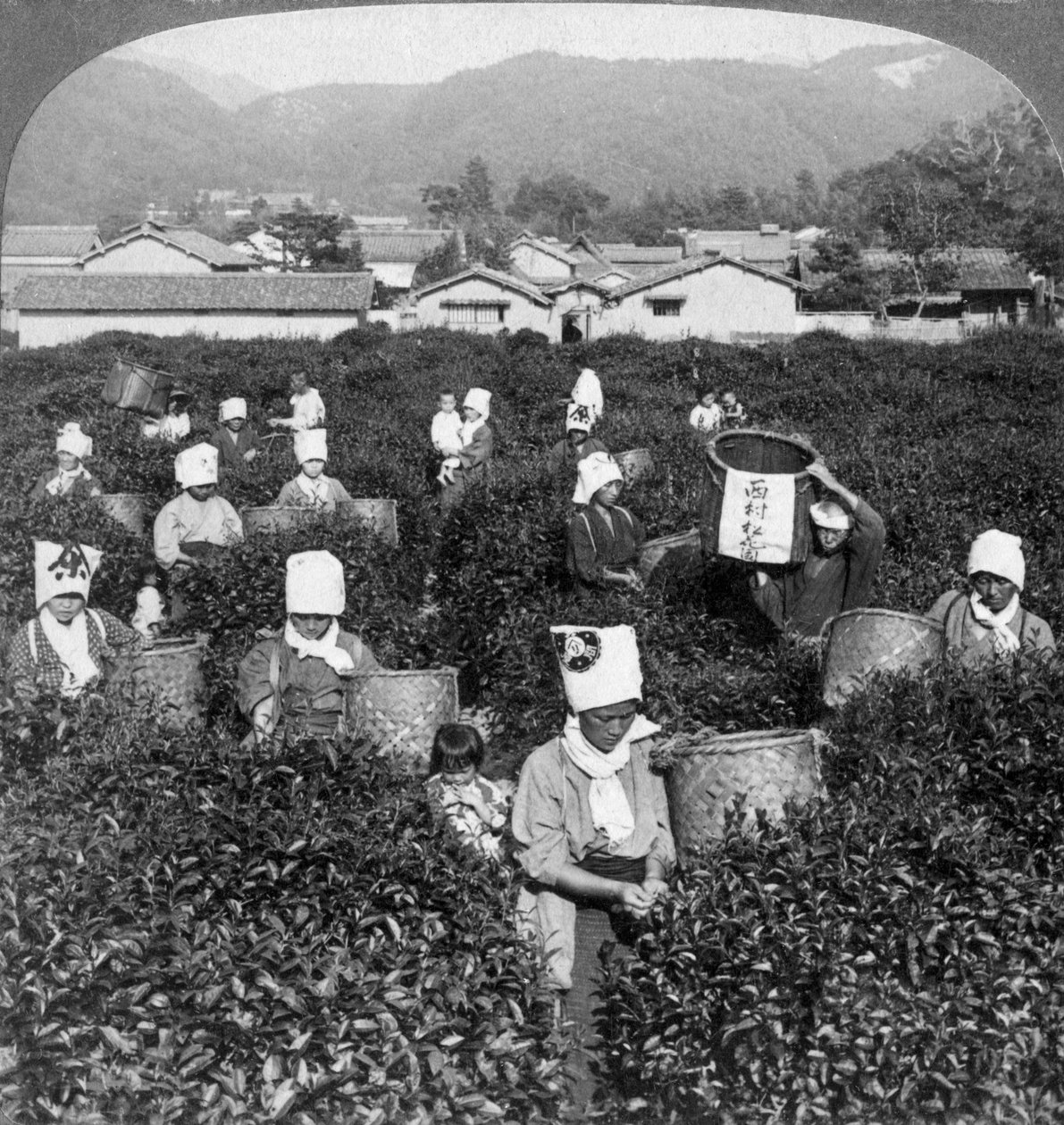 Sbírání čaje v Uji, Japonsko, 1904. od Underwood and Underwood