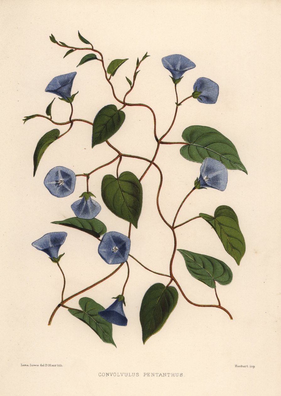 Clustervine, Jacquemontia pentanthos (Convolvulus pentanthus) od Unknown