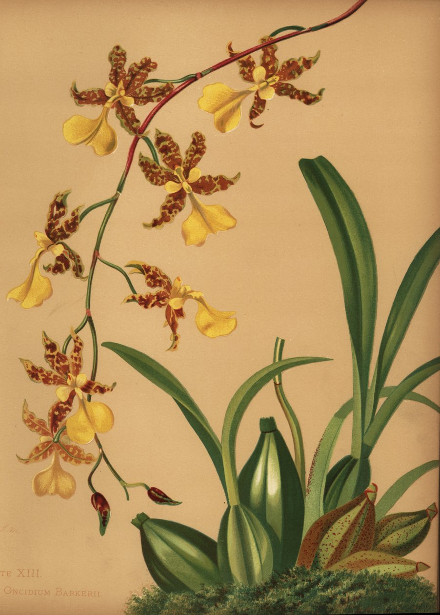 Tančící orchidej, Oncidium tigrinum (Oncidium barkerii) od Unknown