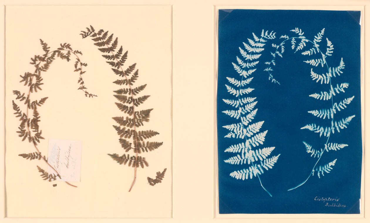 Z alba Hatton Fern od Unknown