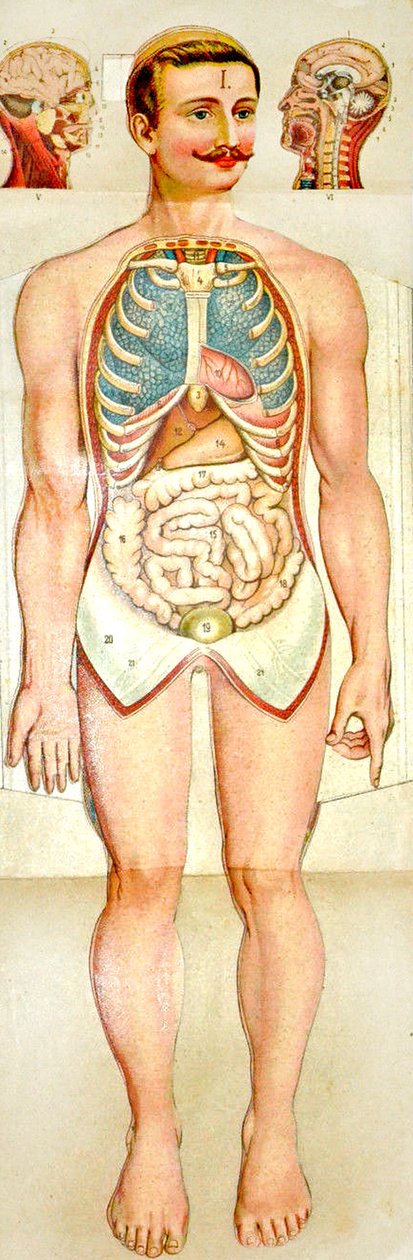 Rozkládací vzdělávací model Human Anatomy, c. 1895 od Unknown