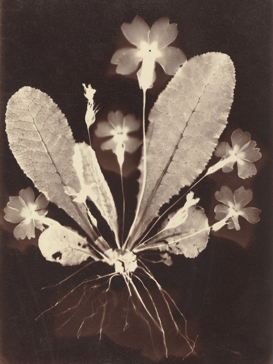 Botanický fotogram od Unknown 19th Century