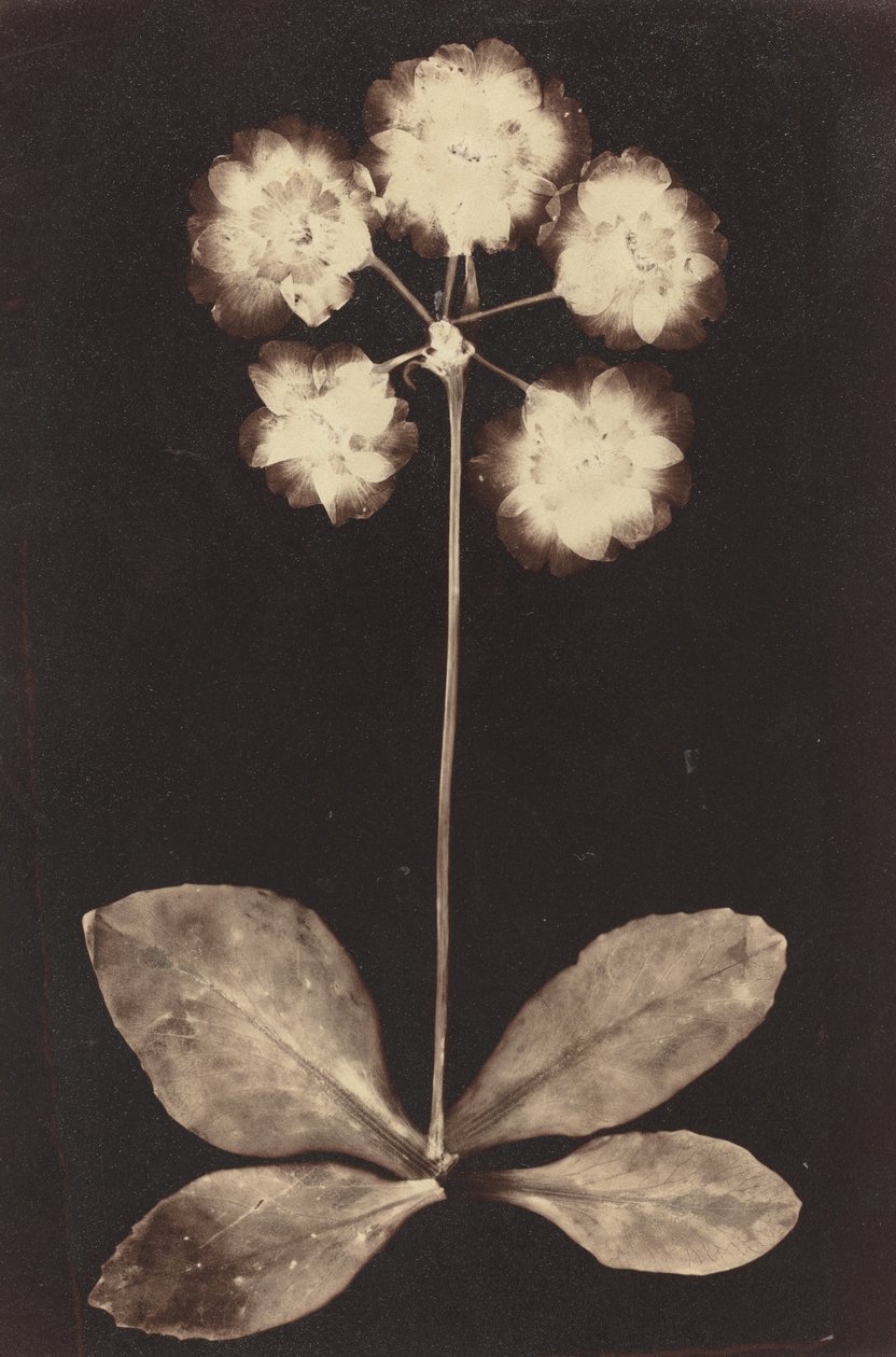 Botanický fotogram od Unknown 19th Century