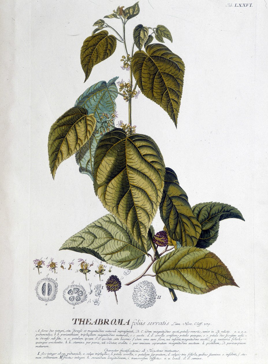 Čajovník Arbroma - botanická deska od Unknown artist