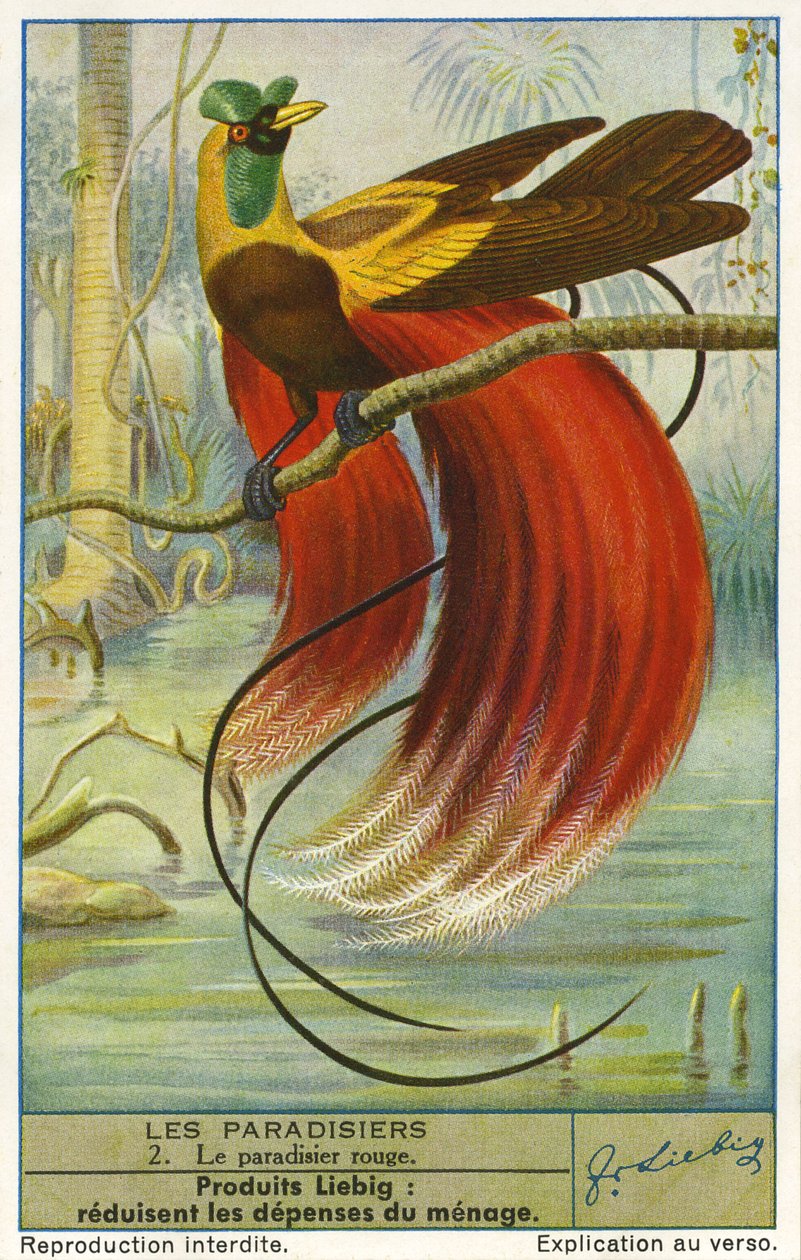 Rajský pták od Unknown artist