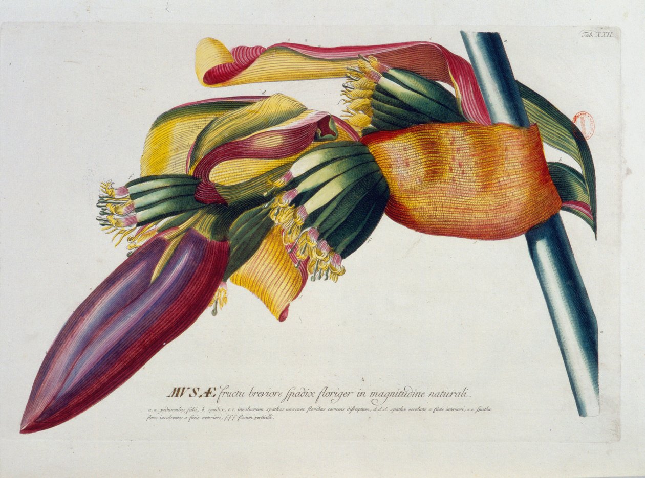 Botanická tabule: Banány, větev. n.d. 19. století. od Unknown artist