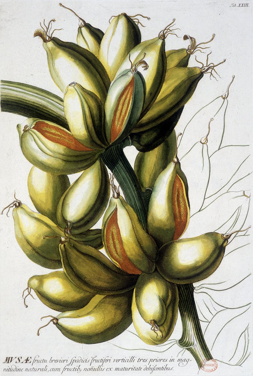Botanická deska: banány. n.d. 19. století. od Unknown artist