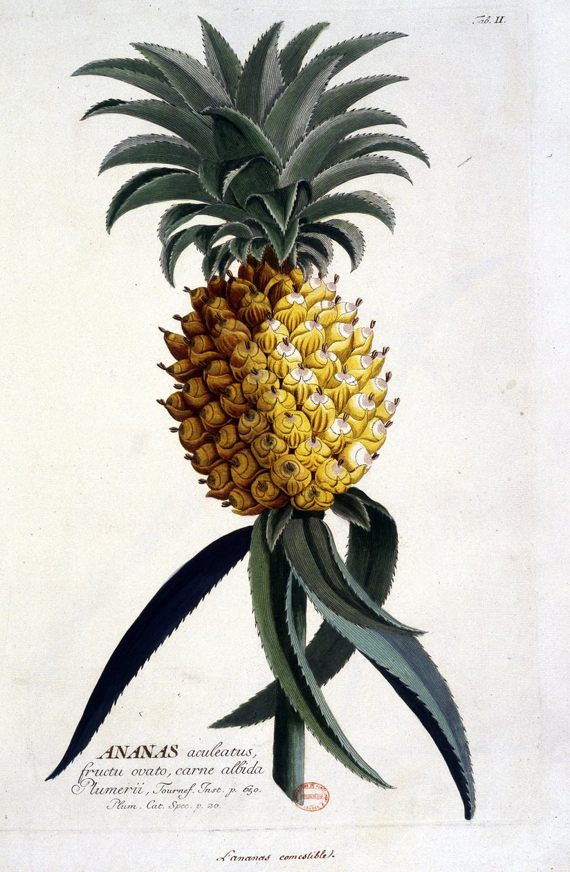 Botanická deska: ananas. n.d. 19. století. od Unknown artist