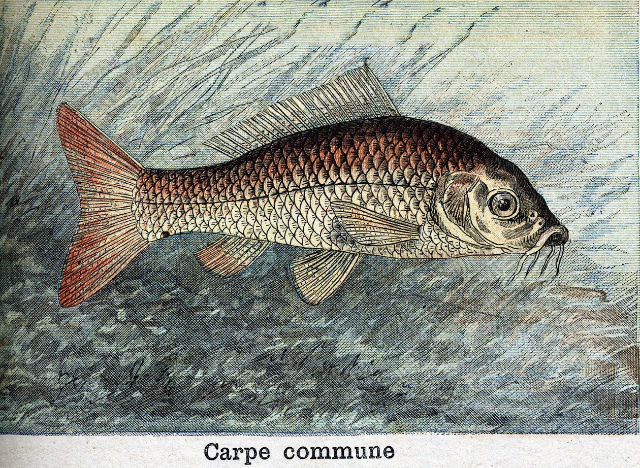 Komunální rytina kaprů z roku 1898 od Unknown artist