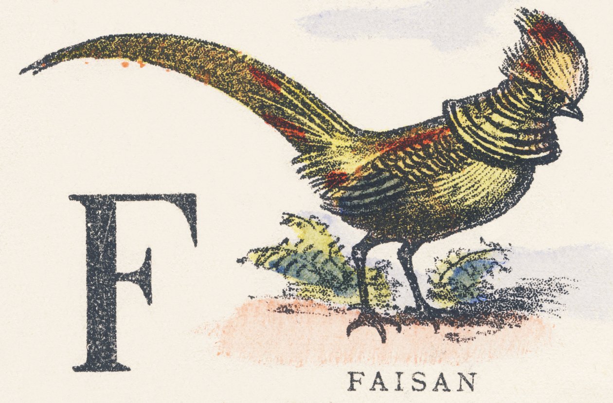 F: bažant od Unknown artist