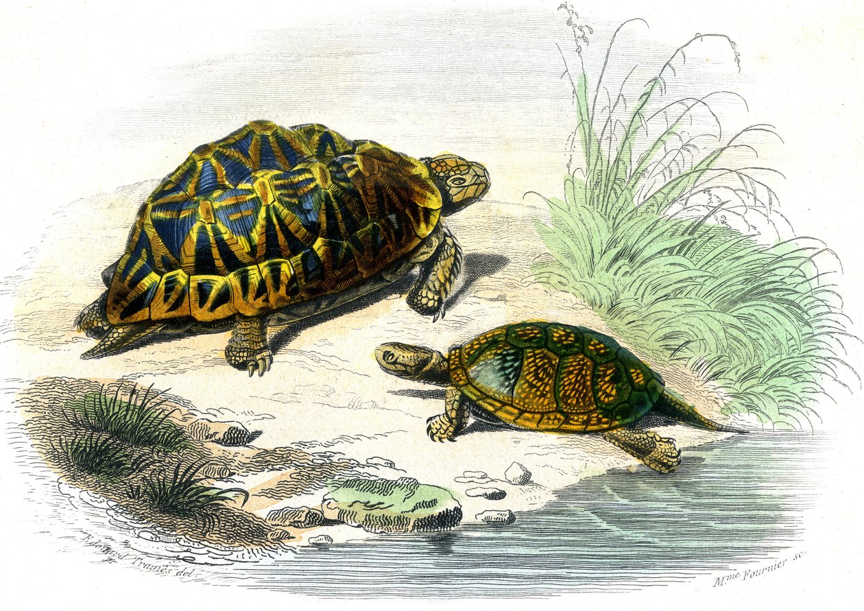 Želva geometrická (Testudo geometrica) a želva žlutá od Unknown artist