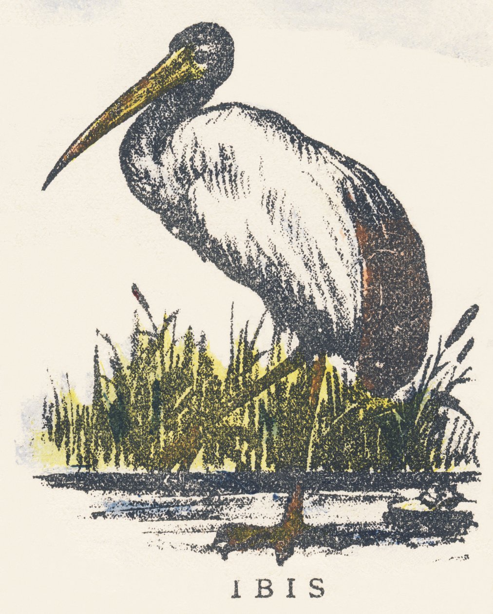 Já: ibis od Unknown artist