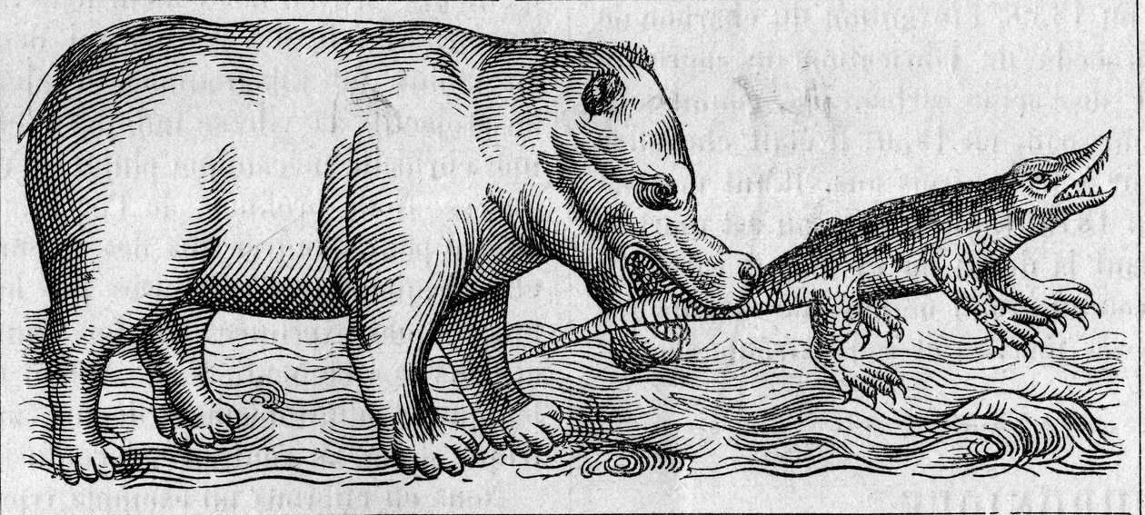 Hroch nilský. (Po Pierru Belonovi od Unknown artist