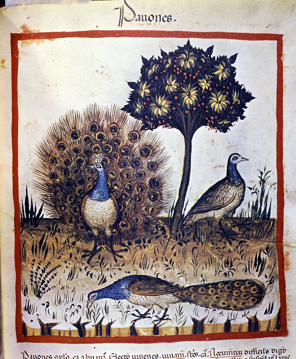 Pávi zastoupeni v "Tacuinum Sanctum" od Unknown artist