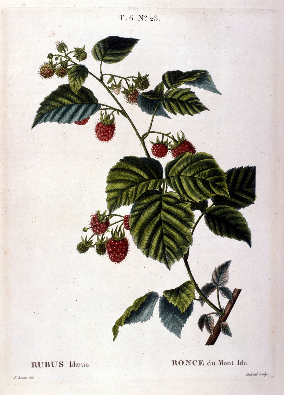Malina a ovoce: botanická tabule z 19. století. od Unknown artist