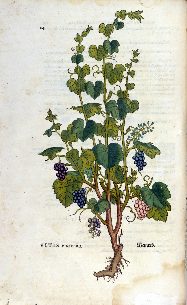 Červená réva. Herbář z 19. století. od Unknown artist