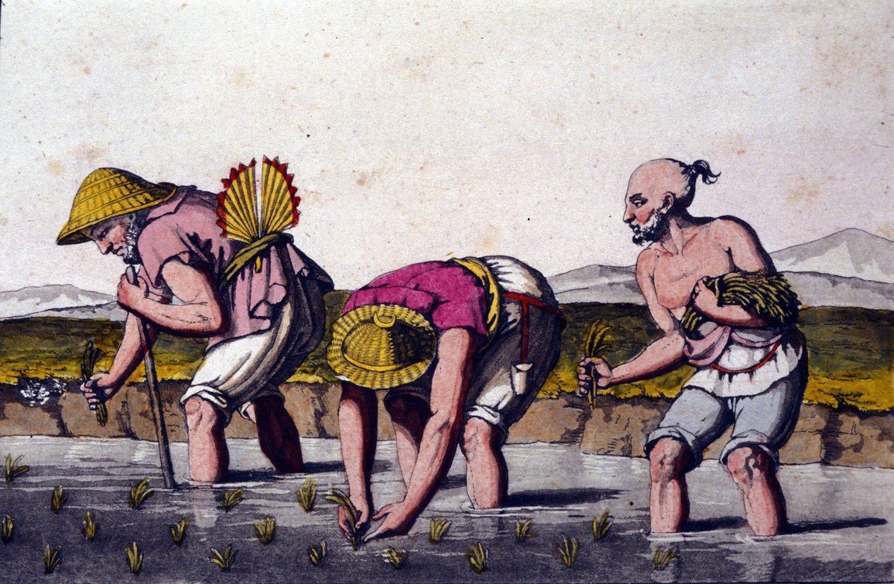 Pěstování rýže v Číně. tisk z 19. století. od Unknown artist