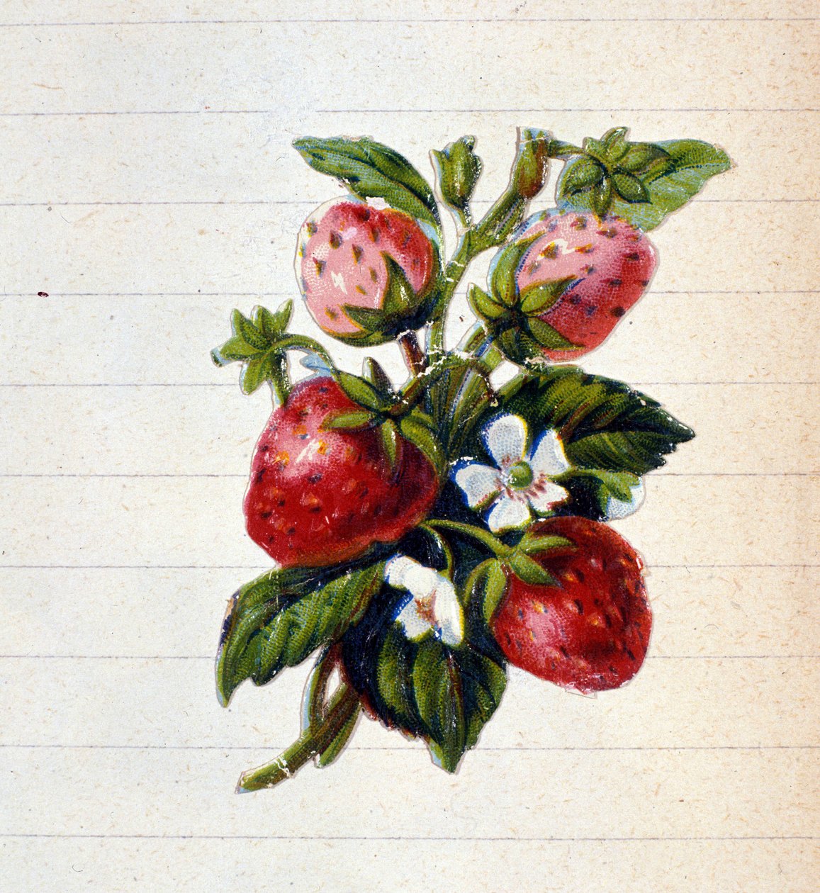 Jahody. Chromolitografie 19. století. od Unknown artist
