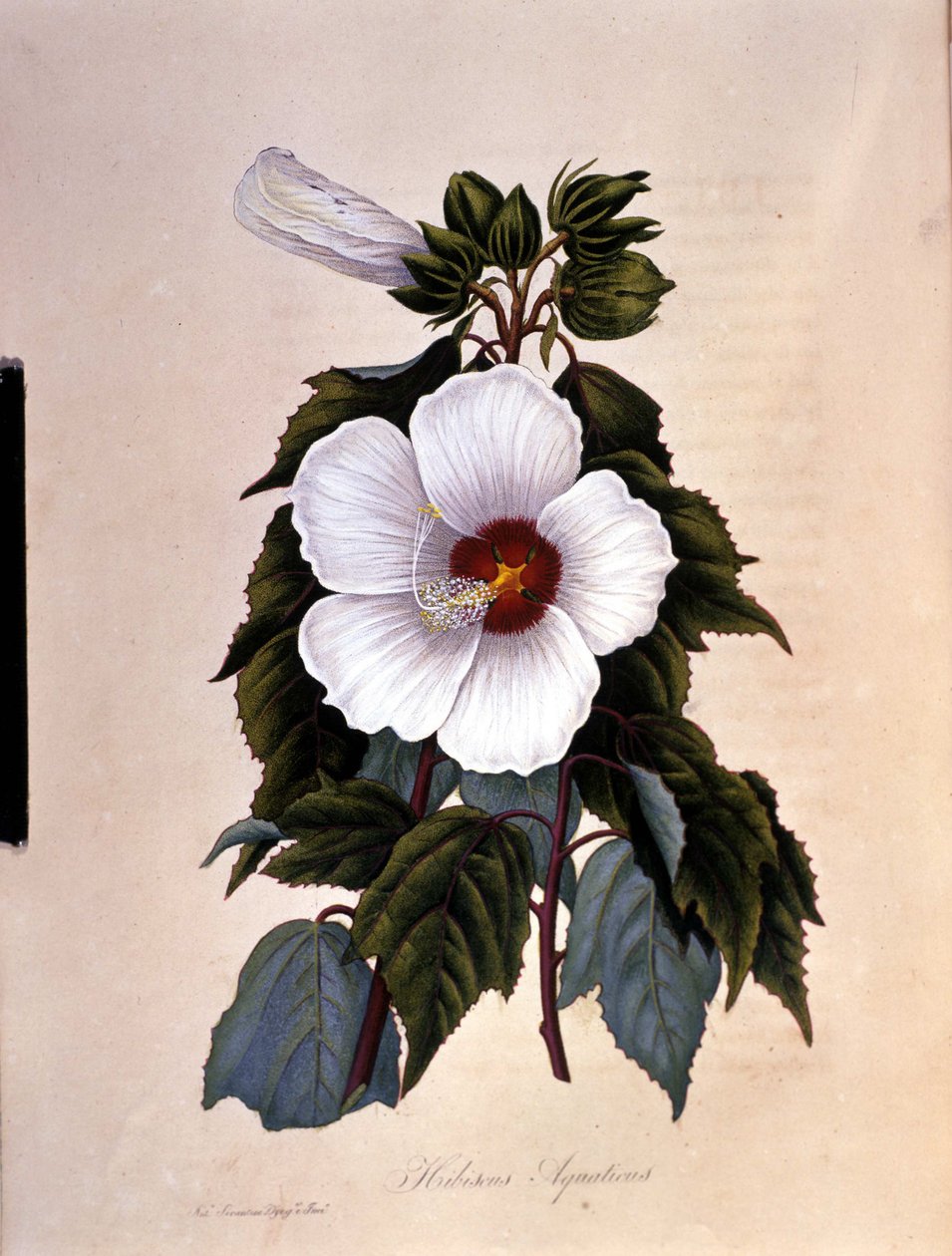 Ibiscus. Botanická deska. od Unknown artist