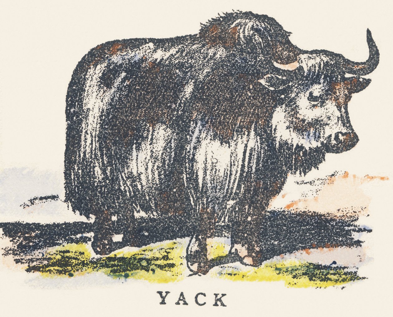 Y: Yak od Unknown artist