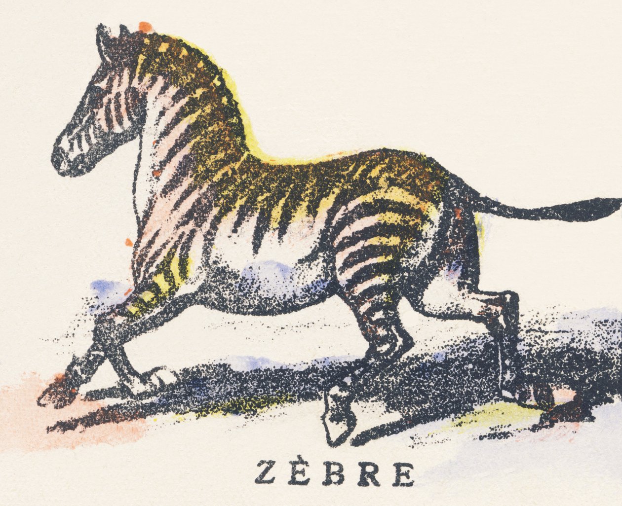 Z: zebra od Unknown artist