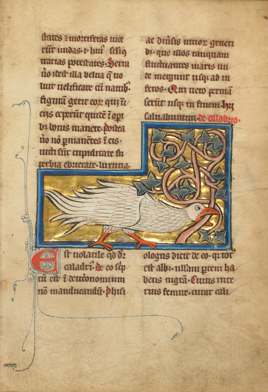 Pták Caladrius od Unknown artist