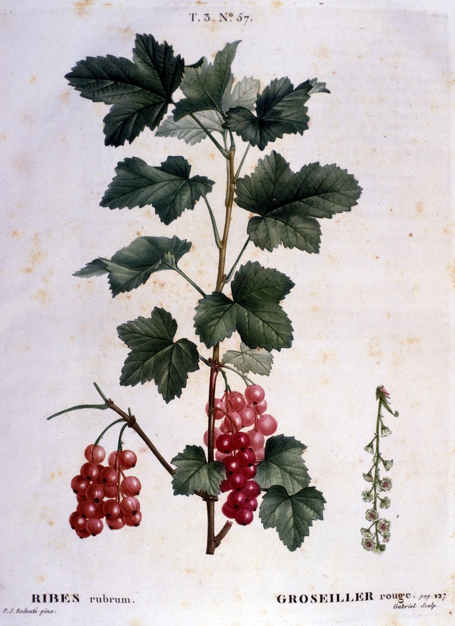 Angrešt: botanická tabule z 19. století. od Unknown artist