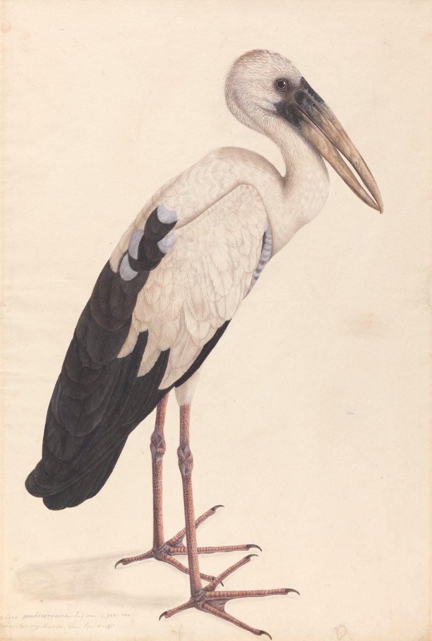 Asijský čáp otevřený (Anastomus zívá) od Unknown artist