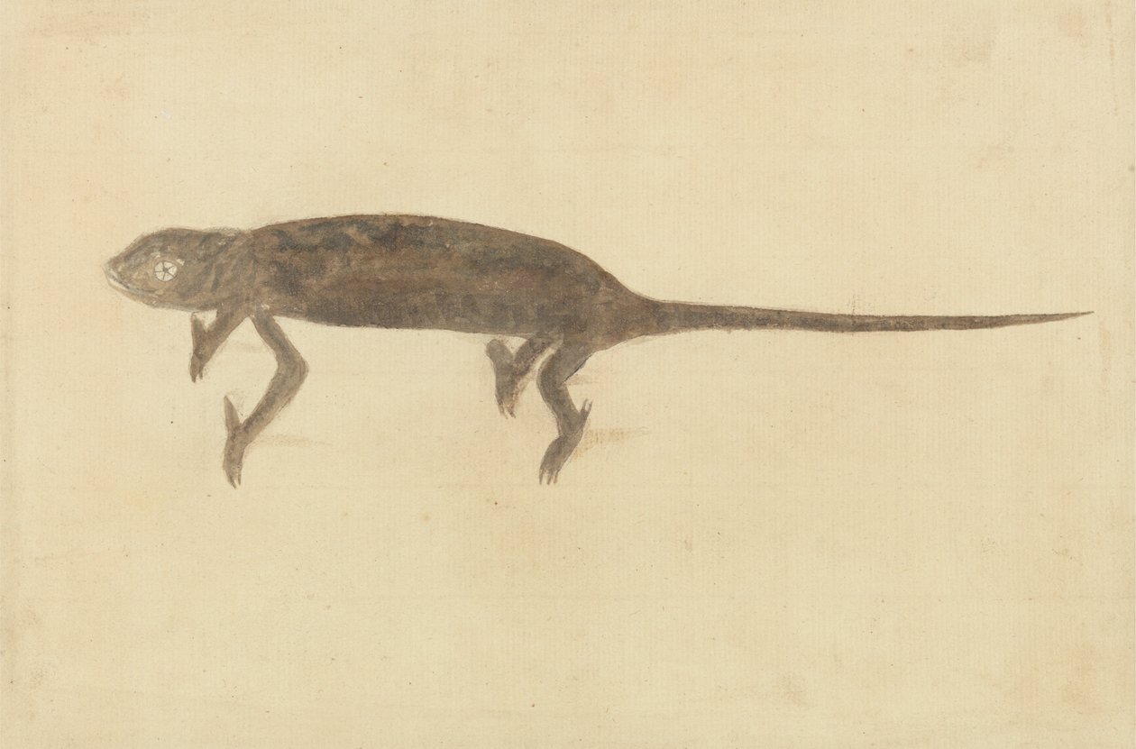 Chameleon Chameleon od Unknown artist