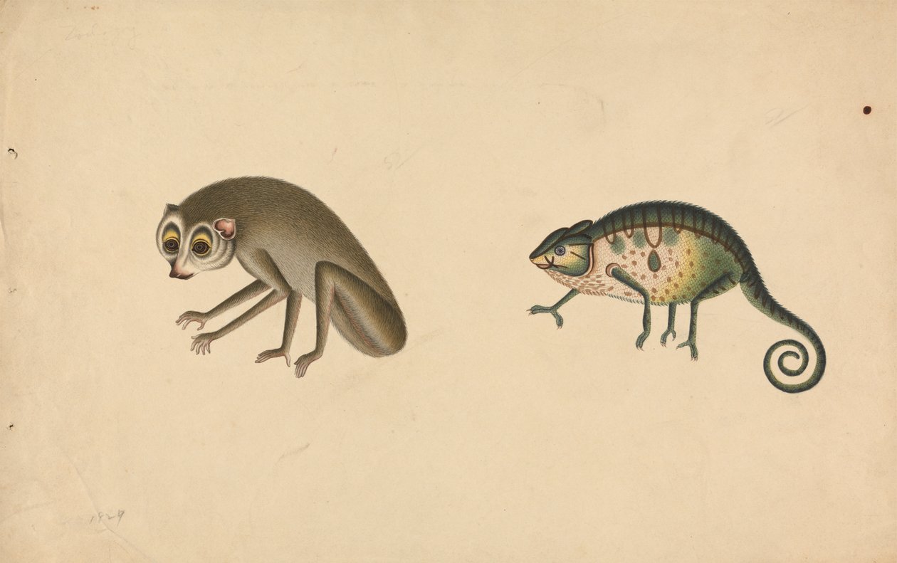 Chameleon a savec od Unknown artist