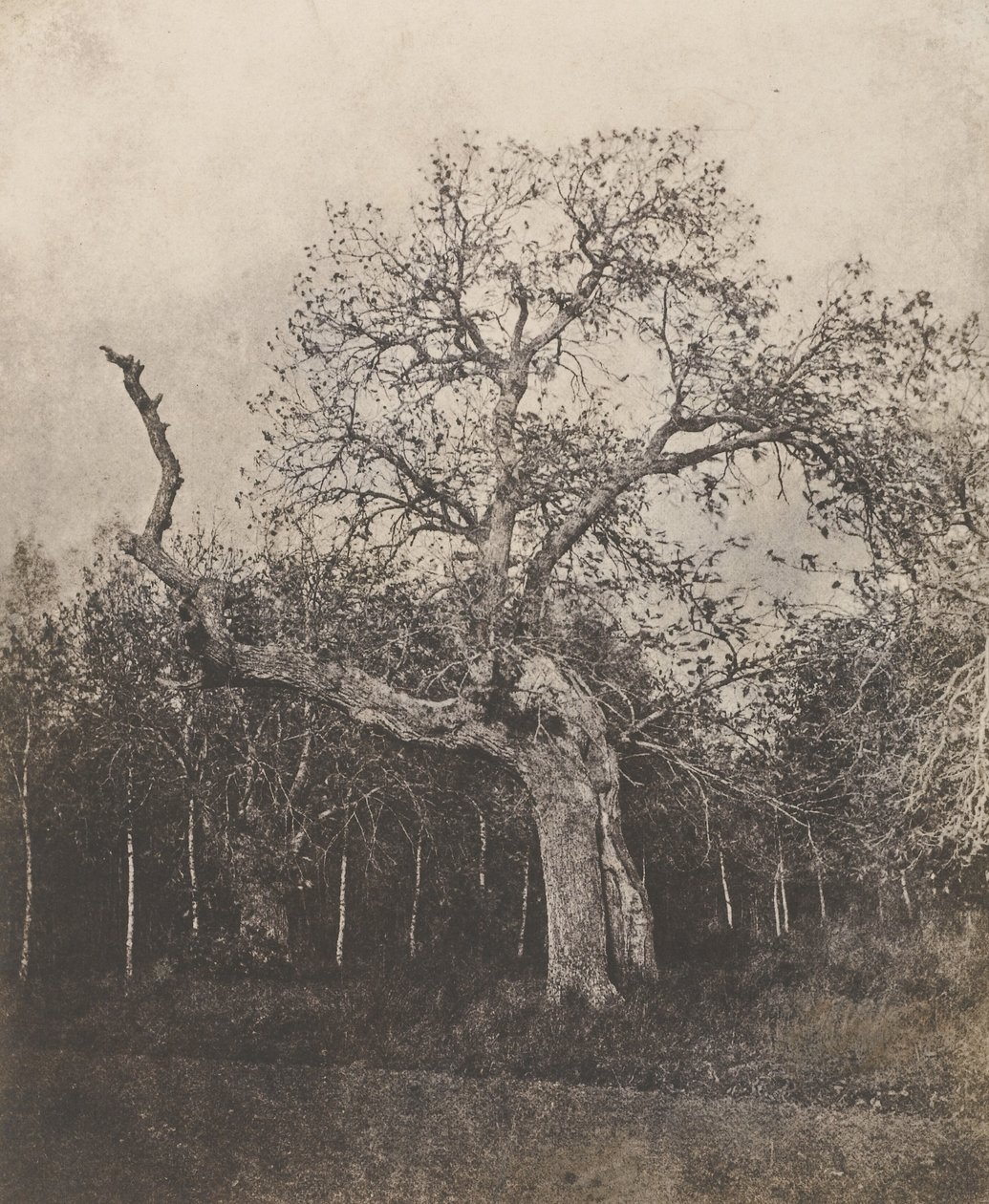 [Křivý strom s řídkými listy] od Unknown artist