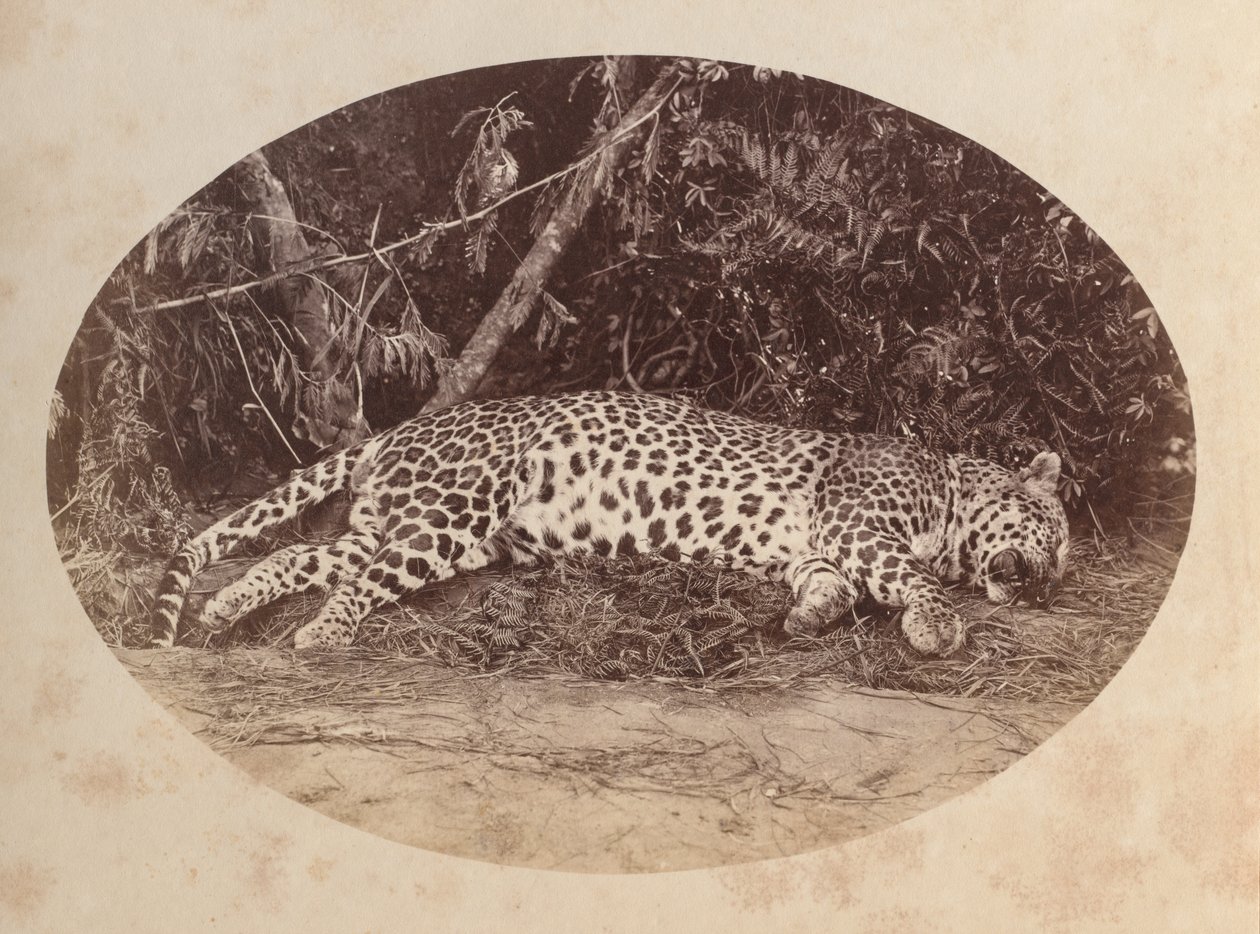 Mrtvý leopard od Unknown artist