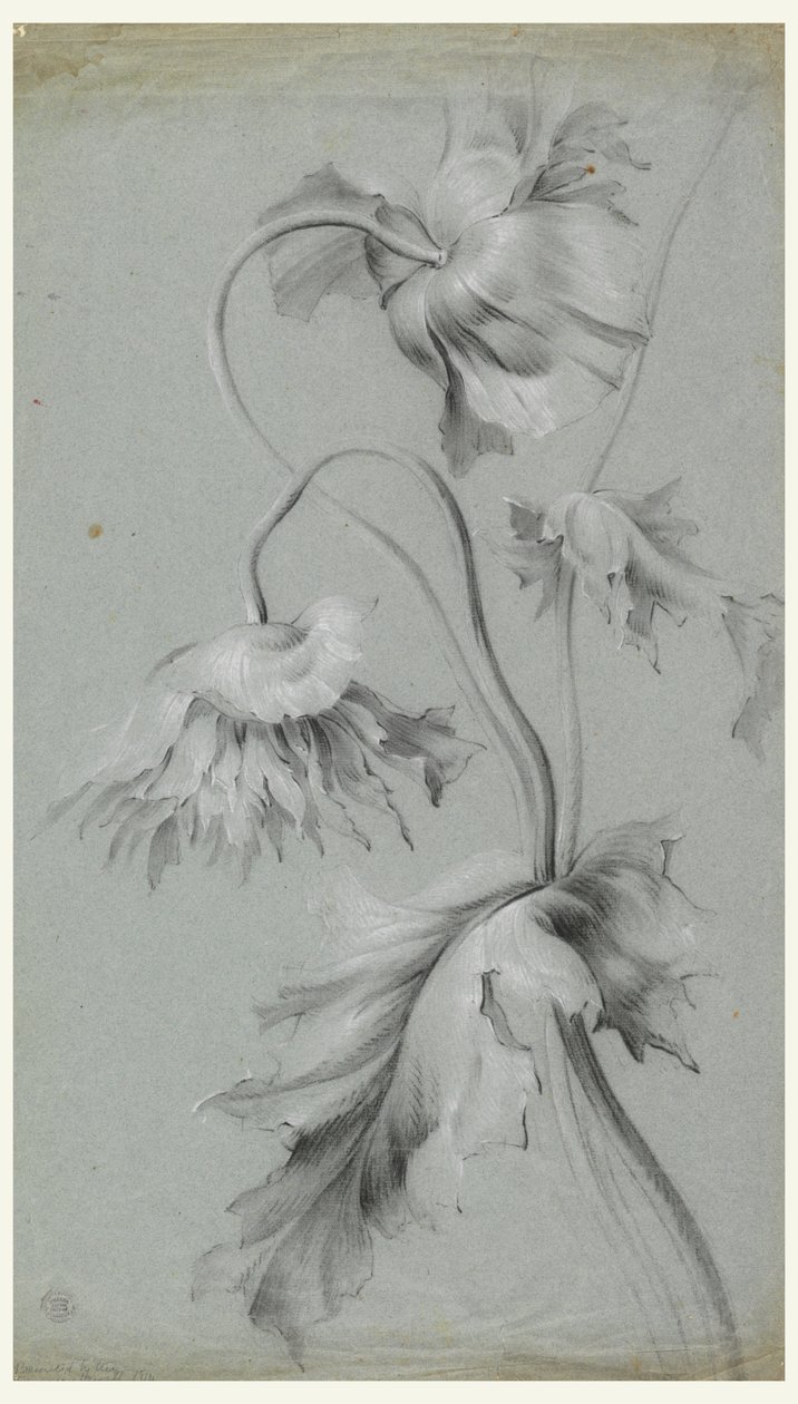 květinový design od Unknown artist
