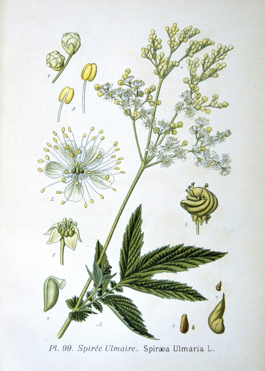 Meadowsweet od Unknown artist