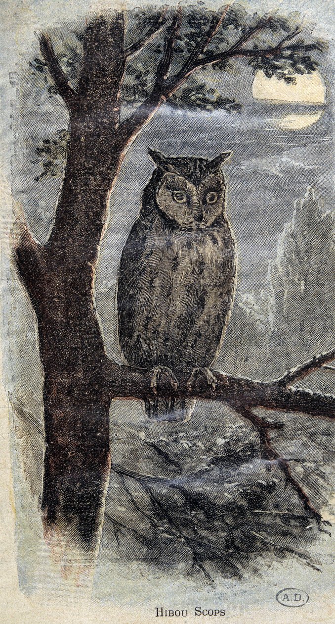 Sova od Unknown artist