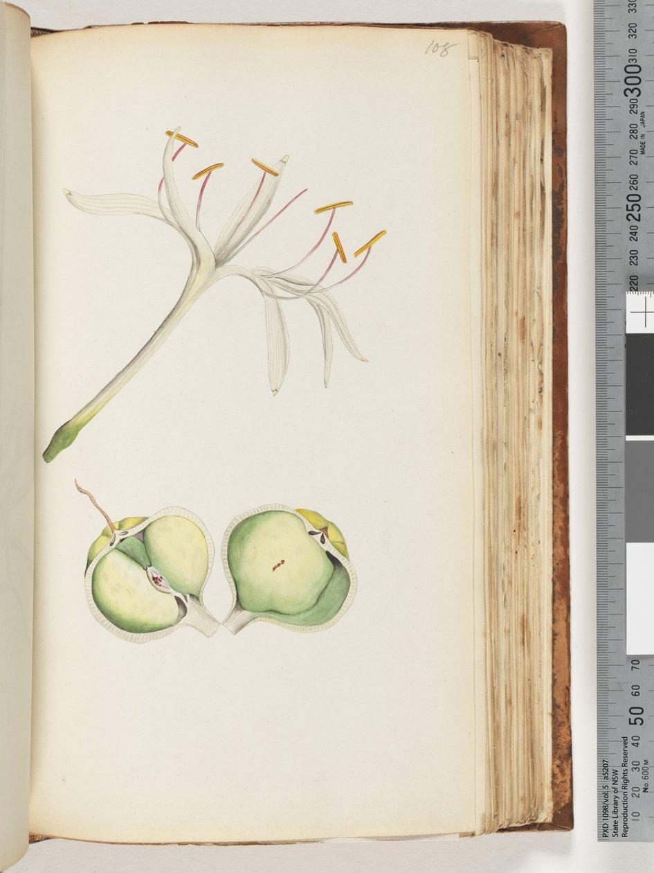Strana 108. Lily od Unknown artist