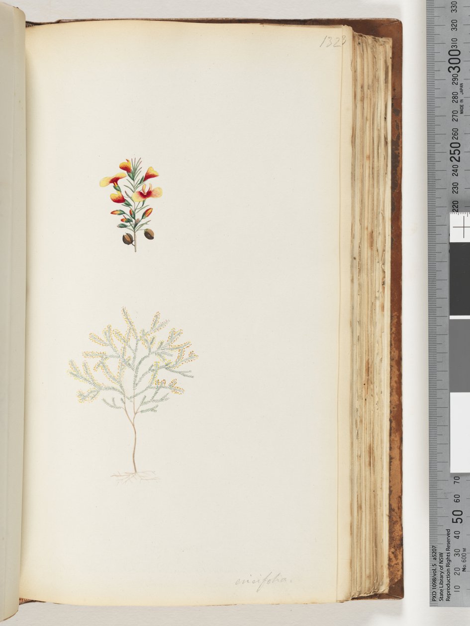 Strana 132. Ericifolia od Unknown artist