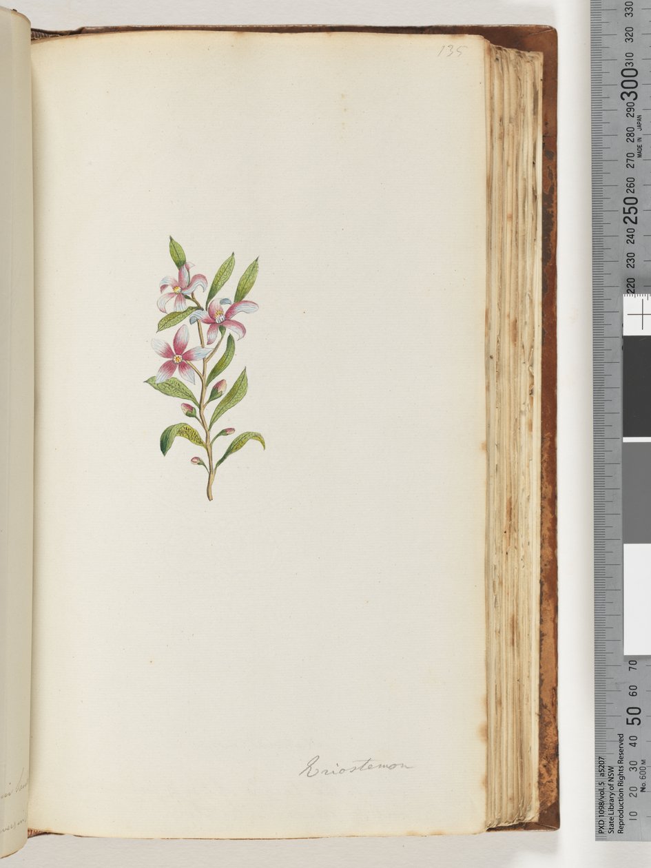 Strana 135. Eriostemon od Unknown artist