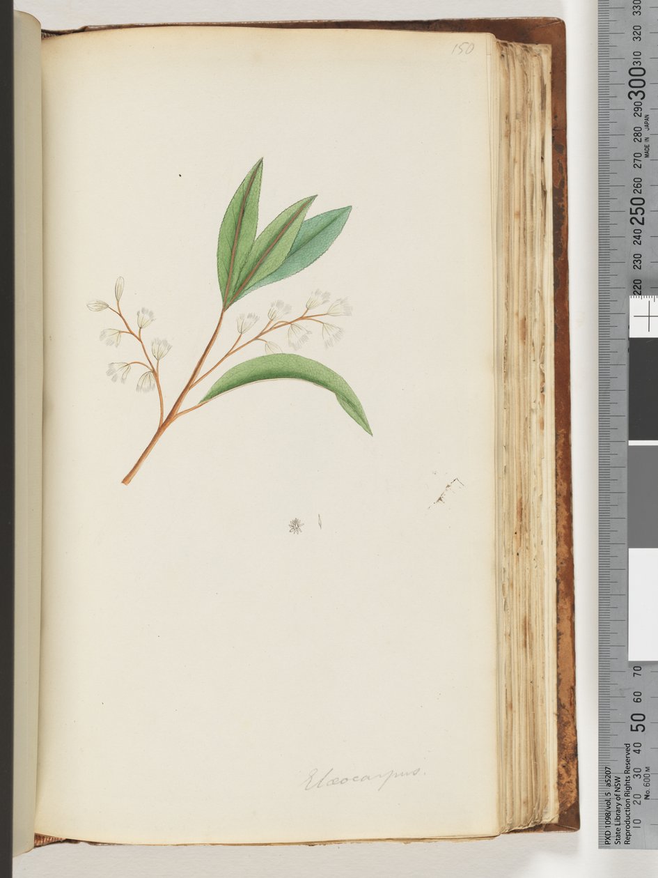 Strana 150. Elaeocarpus od Unknown artist