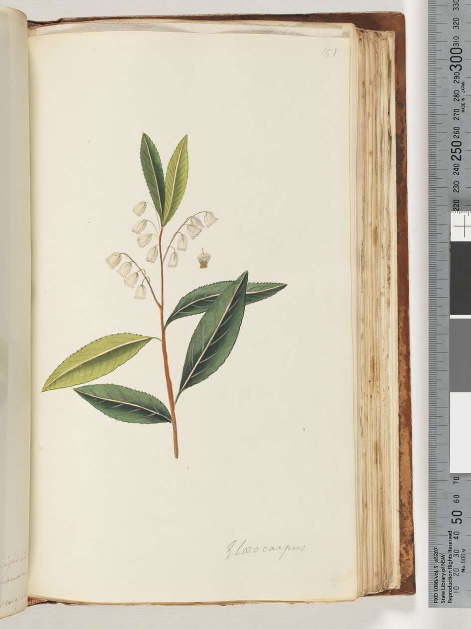 Strana 151. Elaeocarpus od Unknown artist