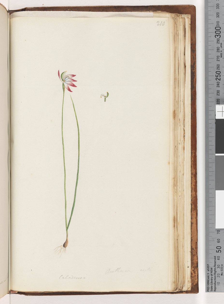 Strana 210. Arethusa certe? / Caladenia od Unknown artist
