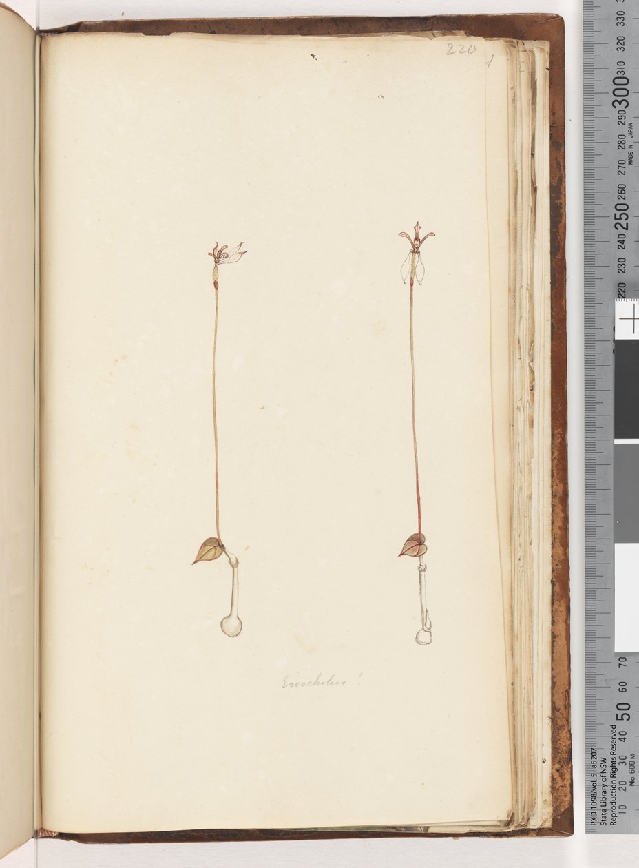 Strana 220. Enochelus? od Unknown