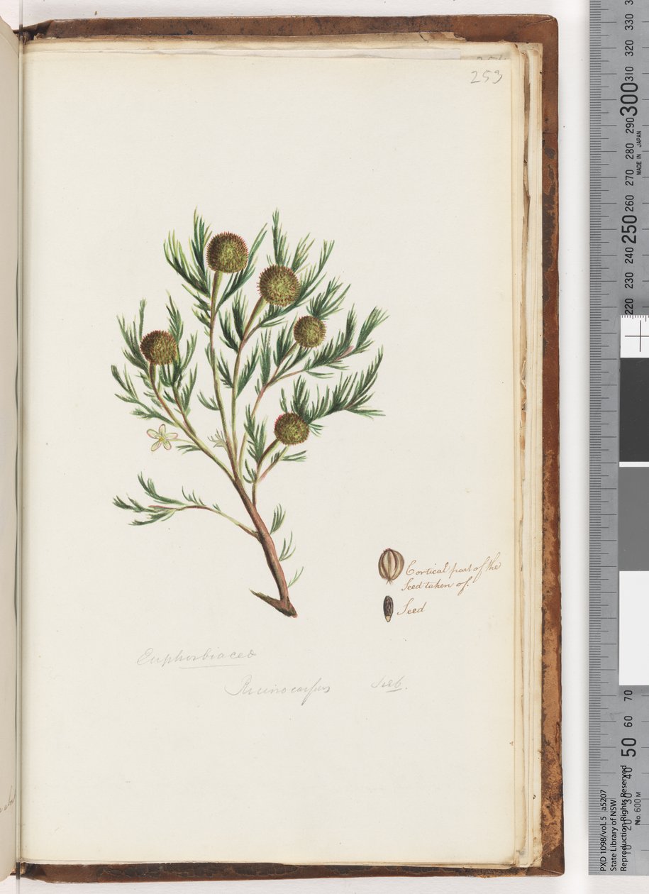 Strana 253. Euphorbiaceae / Ricinocarpus ...? Svatební keř od Unknown artist