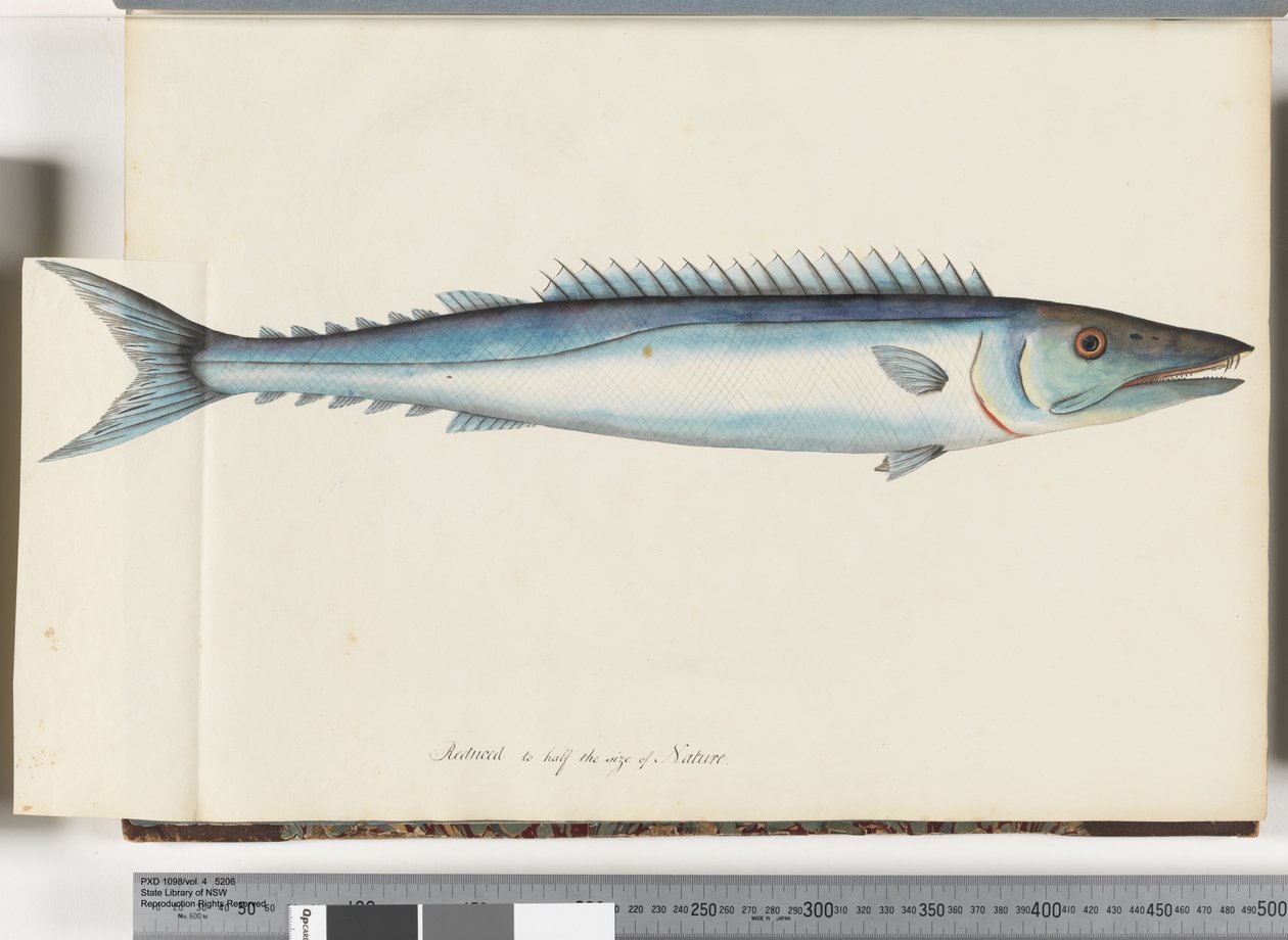 Strana 32. Barracouta od Unknown artist