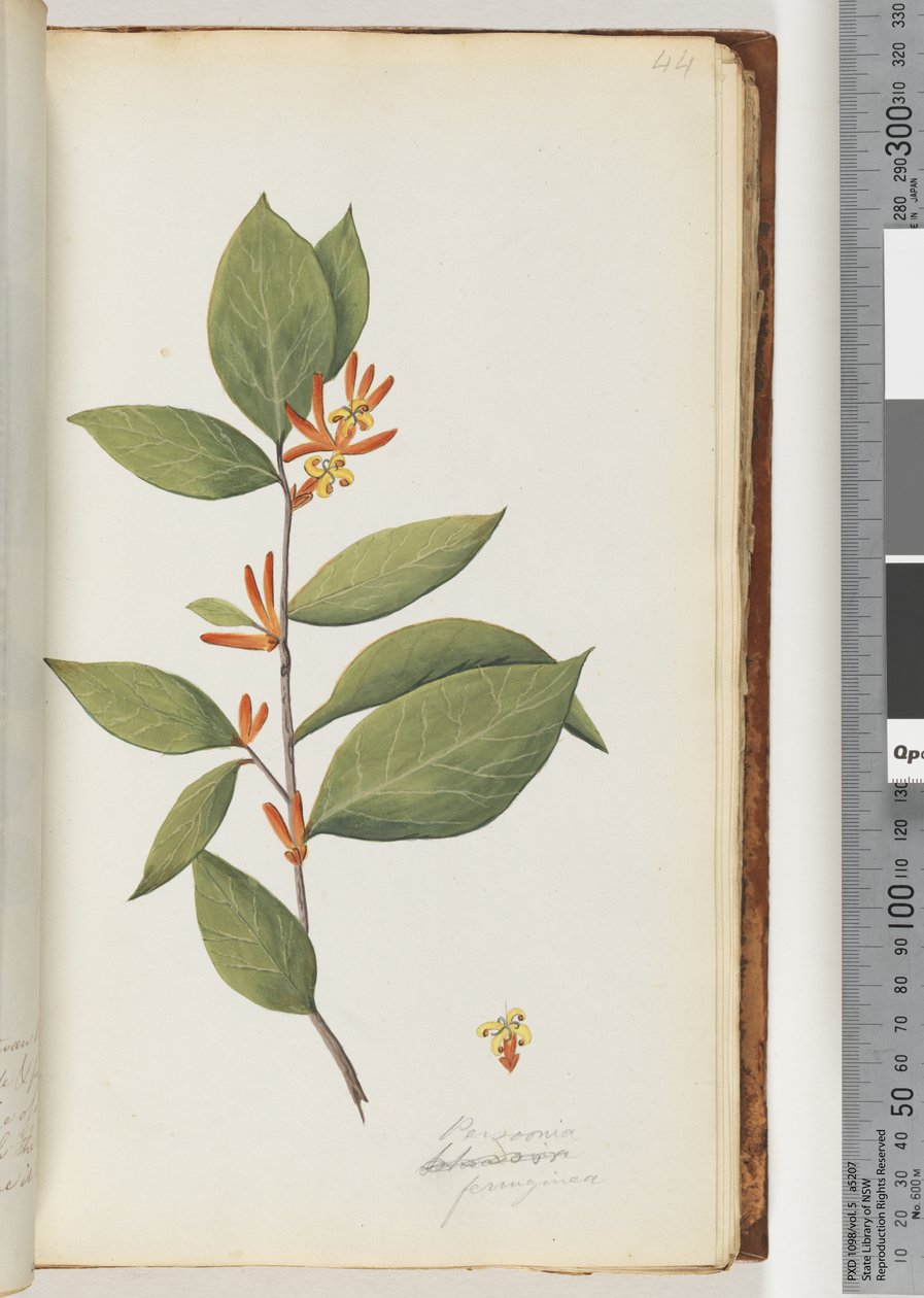 Page 44 Personia / Schraderia ferruginea od Unknown artist