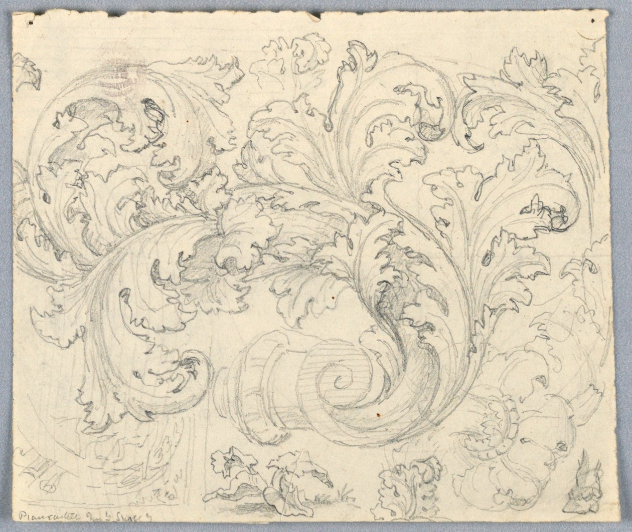Studie pro Curling Acanthus Ornament od Unknown artist
