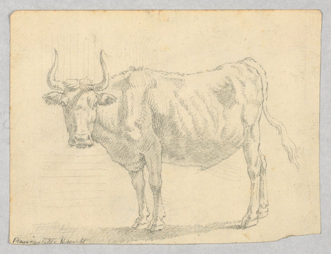 Studie krávy od Unknown artist