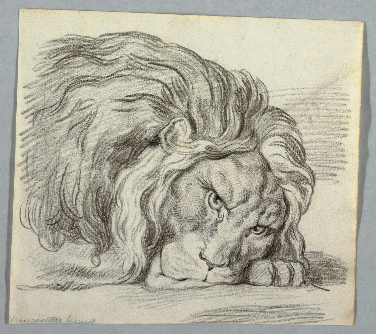 Studie lva od Unknown artist