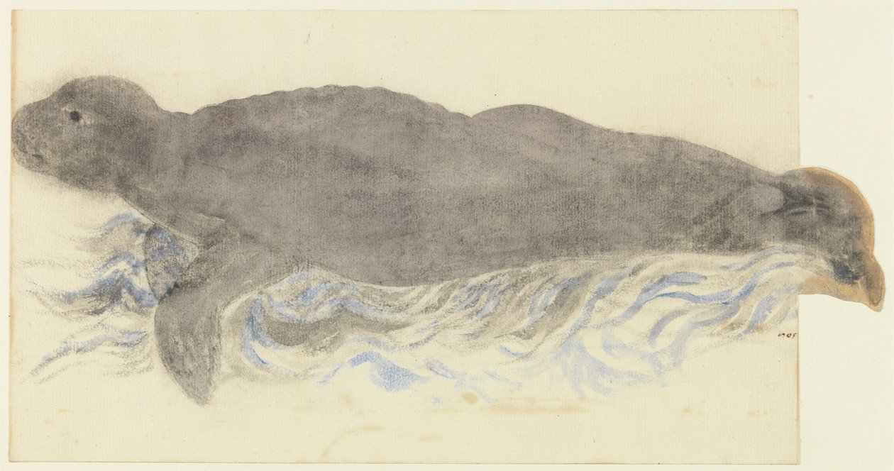 Monk Seal-Monachus Monachus od Unknown artist