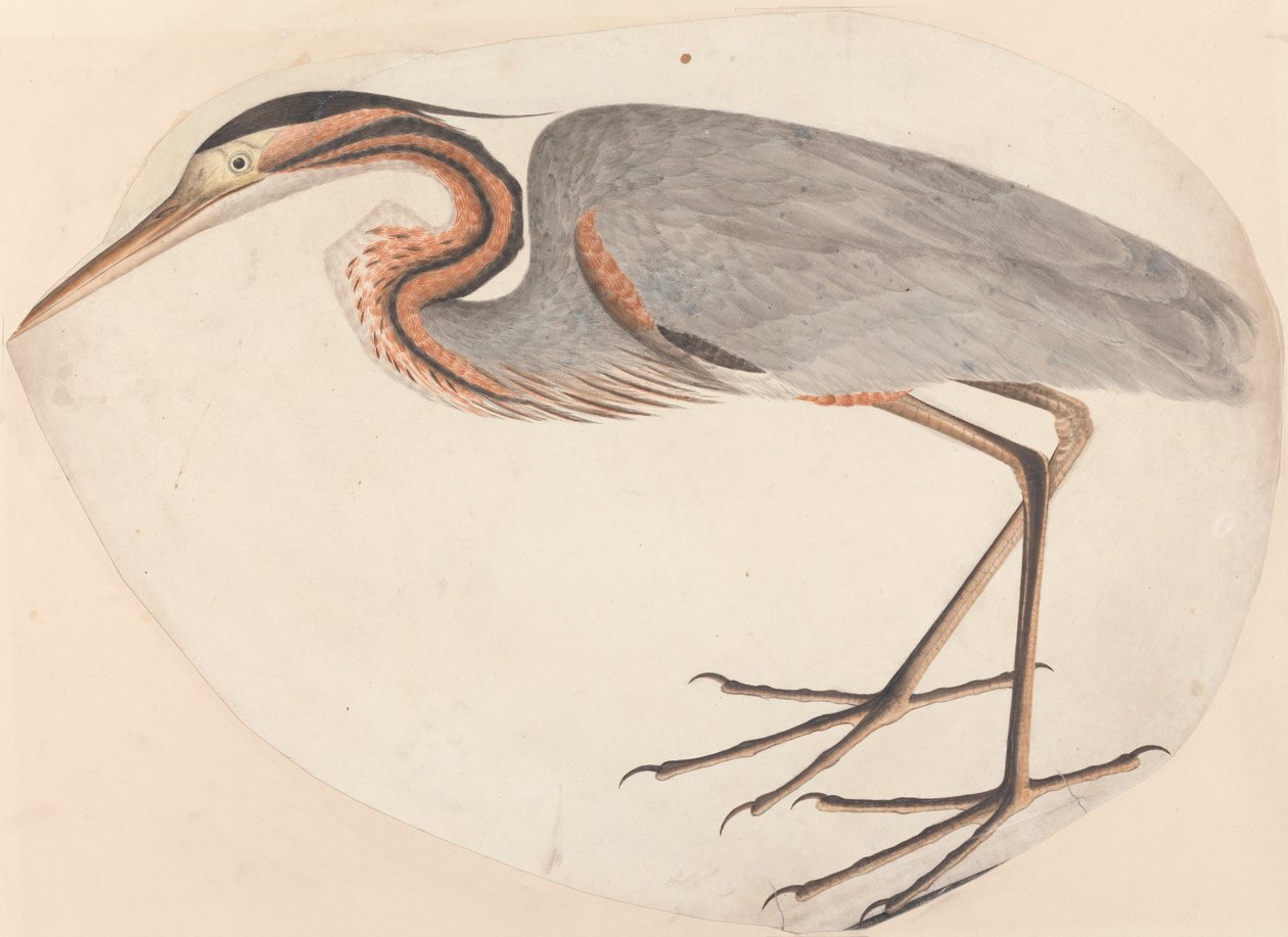 Volavka fialová od Unknown artist